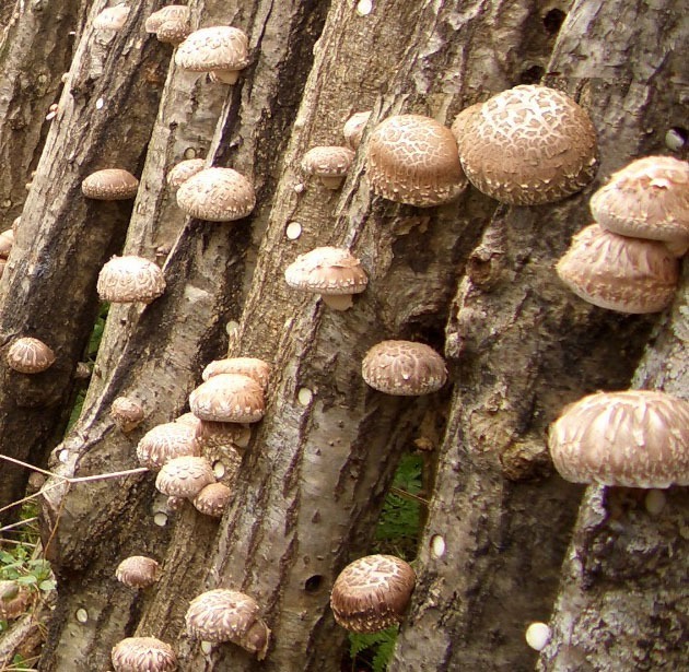 椎茸屋 森のきのこ倶楽部 正規販売店 しいたけ 成型駒 よん六 100個 森465号