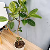 ［在庫］　フィカス　アルテシマ　曲がり　観葉　室内　ゴムの木　人気