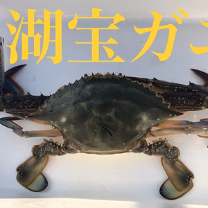 2020初物入荷→カンジャンケジャン可☆「湖宝ガニ」メス