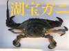 2020初物入荷→カンジャンケジャン可☆「湖宝ガニ」メス