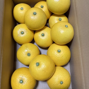 紀の川　早生八朔　5kg 箱込み　 Lー２L寸　果汁たっぷり
