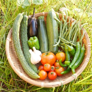 \\自然農 子どもも喜ぶ野菜//無農薬・無肥料 お試し新鮮野菜セット