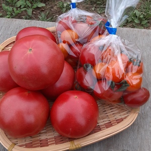 かまちゃん農園の「お買得❣野菜５種・Ｂセット」おまけ付き❣