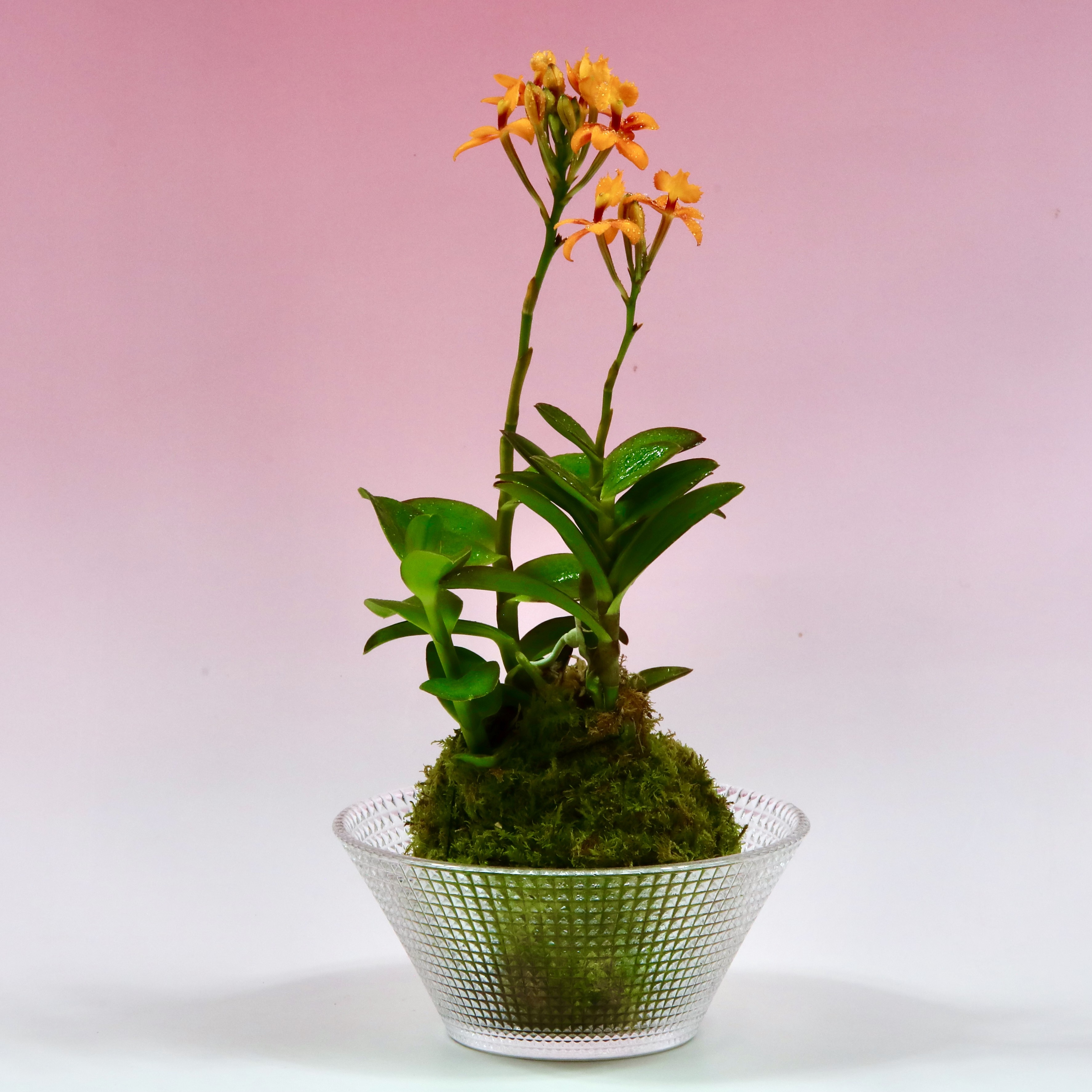 苔玉 エピデンドラム(オレンジ) 高さ約25㌢ 重さ約300㌘