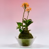 苔玉　エピデンドラム(オレンジ)