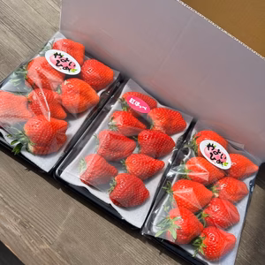 ⭐️2品種⭐️ やよいひめとその日のおすすめ【いちご食べ比べ】320g×3トレー