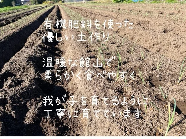 カラフル野菜農家のカラダ喜ぶ『Ⅿサイズ秋冬のカラフル野菜セット8品目』