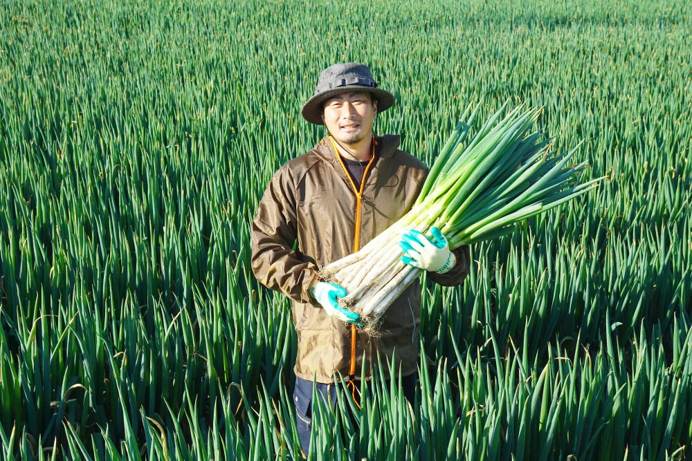 【予約販売】宮城県からお届け！カマシチねぎ屋 旬の甘ねぎ