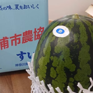 三浦の大玉すいか 1玉(中) 約8kg