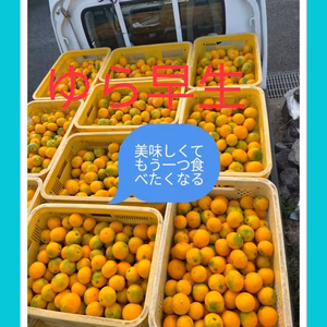 糖度と酸味のバランすがちょうどいい！完熟ゆら早生！