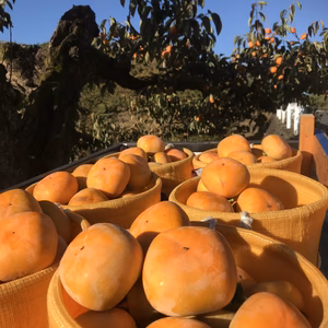 【送料無料】和歌山県産たねなし柿5kg箱(平核無) 家庭用