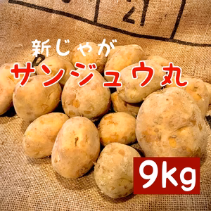 採れたて新 じゃがいも サンジュウ丸 馬鈴薯新品種