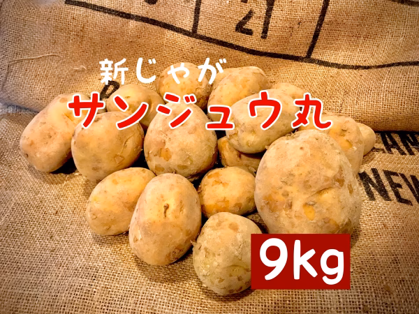 採れたて新 じゃがいも サンジュウ丸 馬鈴薯新品種