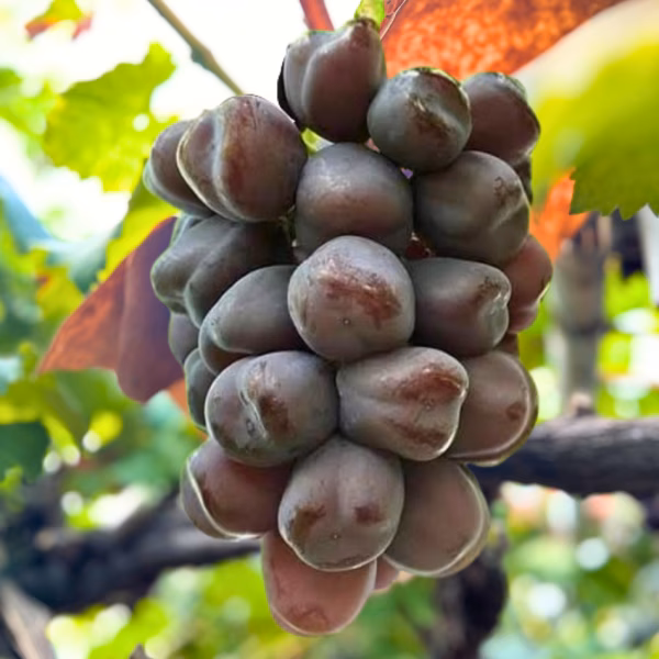 【家庭用】ブラックシャイン！希少品種　富士の輝１㎏