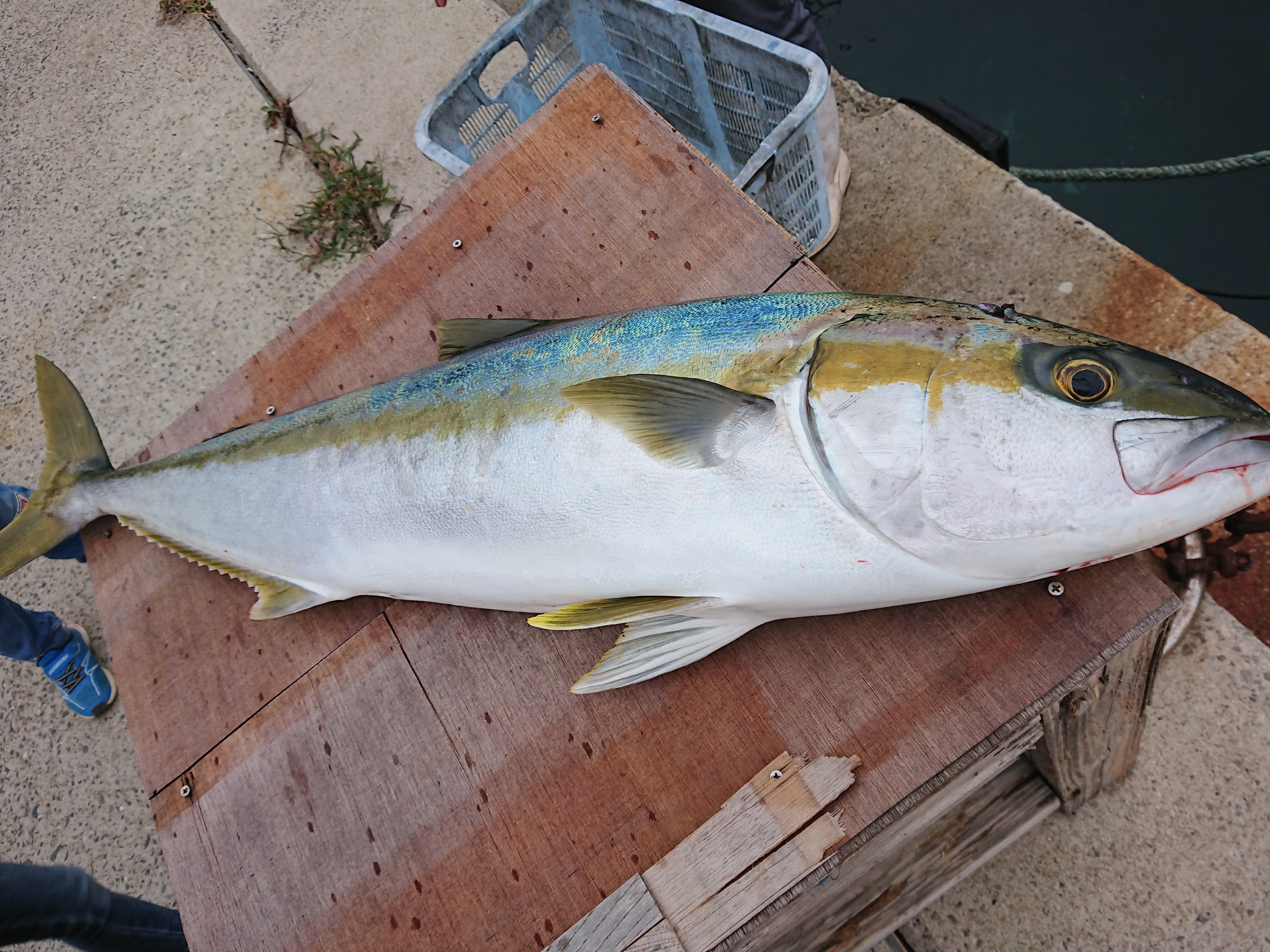 後悔させない 相島産一本釣り高級ヒラマサ 捌いて真空で便利 農家漁師から産地直送の通販 ポケットマルシェ