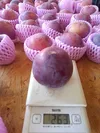 りんご屋さんが栽培するスモモ”貴陽”　家庭用