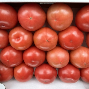【20%オフ価格】うまさの秘訣は【土耕栽培】にあり！　ま〜くんトマト　大玉トマト