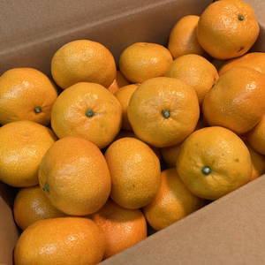 限定30箱！！「大玉みかん」　訳あり2L,3Lサイズ！！　5ｋｇ・10ｋｇ