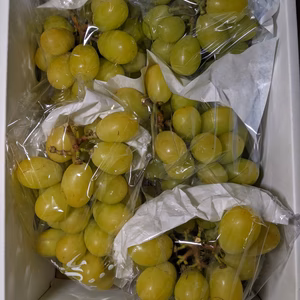 シャインマスカットB級品