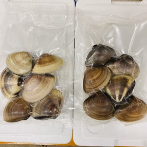 真空冷凍はまぐり　1個70〜90g 500g入り×1パック〜