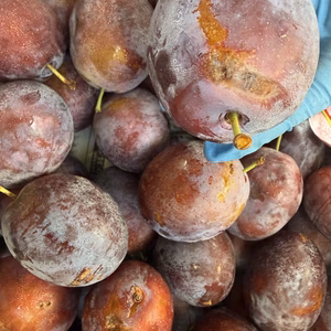 りんご園主がつくる【訳あり！超大粒のプルーン】プレジデント3キロ