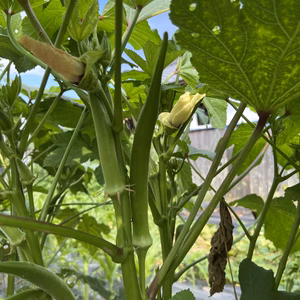 ネバネバ健康・丸オクラ(有機肥料のみ使用)