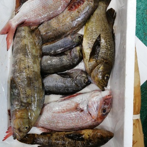 朝獲れ鮮魚❗美味しさ丸っとお届け❗家庭用ちりめん混ざりありセット