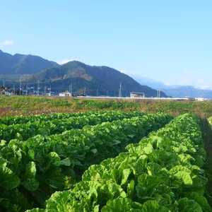 冬だ！鍋だ！ミニ白菜＊16個～農薬/化学肥料・不使用