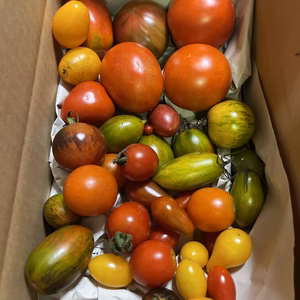 トマトガチャ　Heirloomトマト　お任せ1キロ