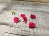エディブルフラワー  ナデシコ(食用花)