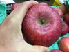 ◎9月発送【りんご早生の定番！】家庭用　サンつがる  3kg