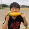 【旬割引中】朝の採りたて発送！とうもろこし