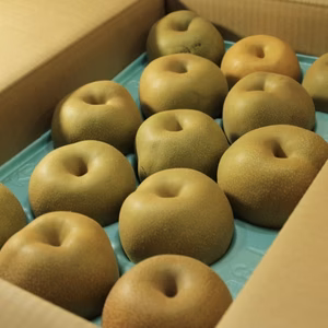 【訳あり】幸水　5kg 長野県産