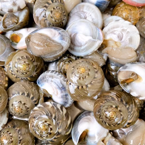 やめられない止まらない天然貝ながらみ