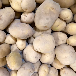 自然栽培　新ジャガイモ