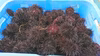 北海道小樽産塩水生ウニ(ｷﾀﾑﾗｻｷｳﾆ×3)