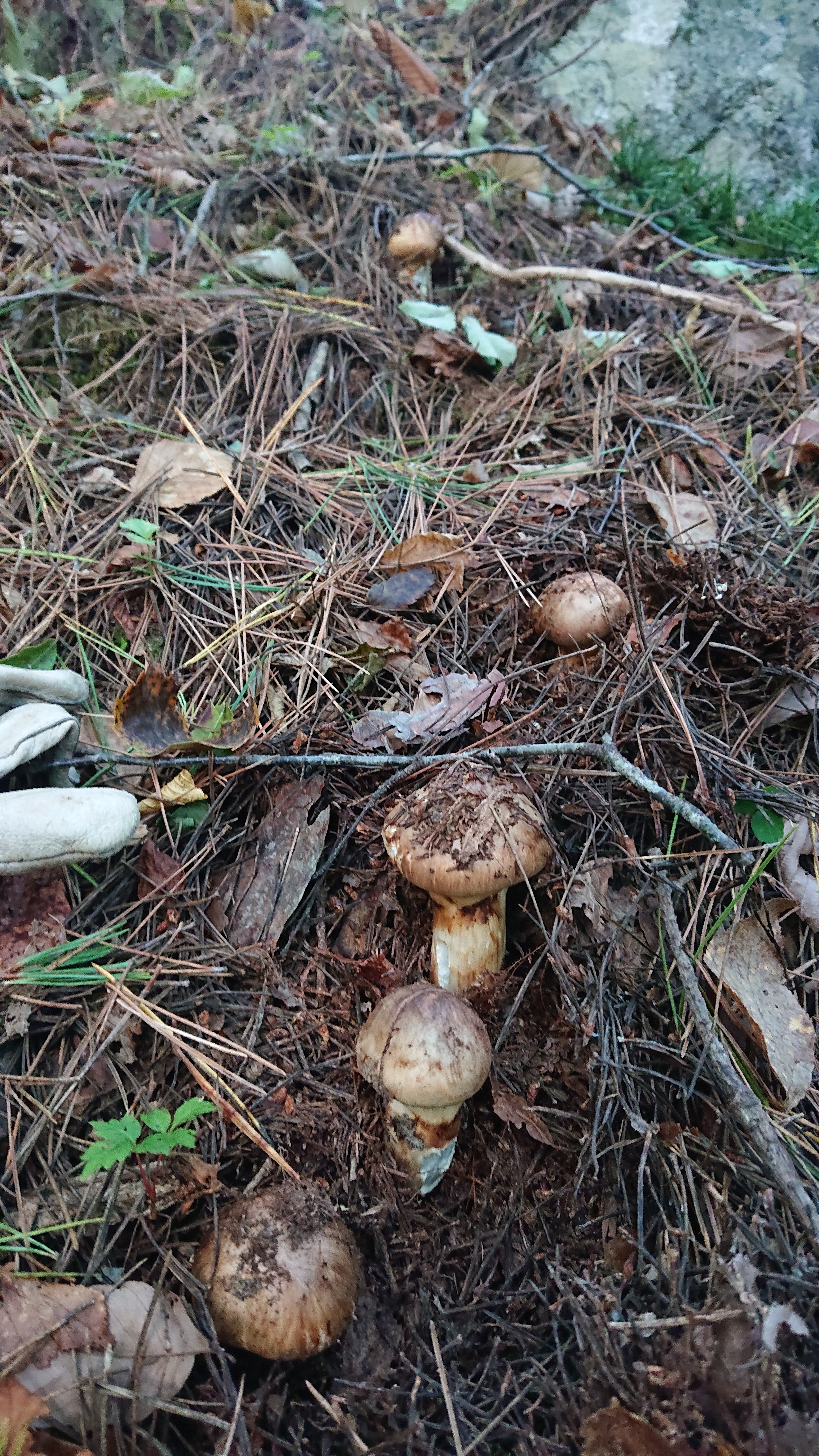 松茸の通販・お取り寄せ商品｜野菜｜ポケットマルシェ｜産地直送で旬の