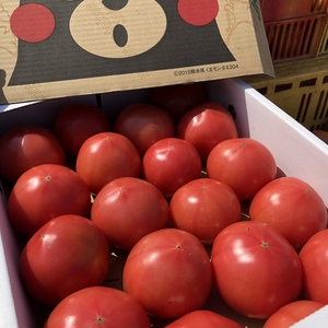 今年も麗容トマト販売はじめました＊4キロ箱＊不揃い