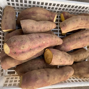 はねだしでも充分美味しい 上品な甘さのシルクスイート‼️ 4.8kg