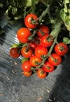 ‼️大人気‼️【濃厚】有機肥料で作った糖度約8%・幻のミニトマト
