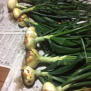 淡路島超極早生玉ねぎ(農薬化学肥料不使用)スーパーアップ