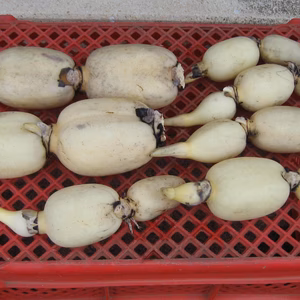 生命力あふれる木更津レンコン（詰め合わせ）２kg　初出荷！