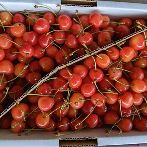 さくらんぼ佐藤錦小サイズ