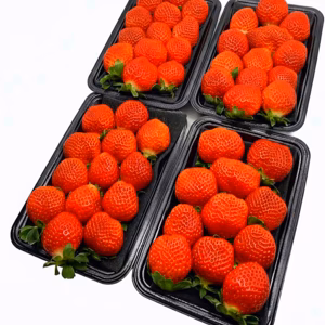 訳あり・小粒！極ウマ あまおう約3kg入 少し訳あり 苺(いちご)イチゴ B品