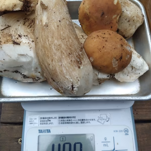 ◆初物◆折れニセコ産天然ポルチーニ