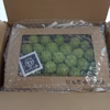 白丸BOX　二箱 約1200g　葡萄　ぶどう　粒ぶどう　お中元　ご褒美　贈答用