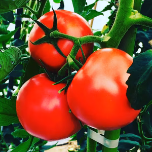 樹上完熟トマト 麗夏