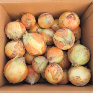 わけありの登米産玉ねぎ