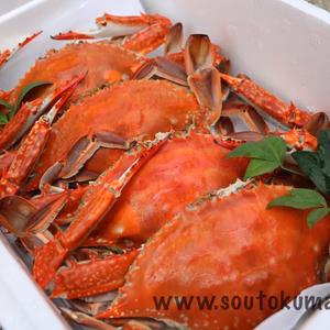 奇跡の海　有明海から直送！竹崎カニ　大・中３匹程度