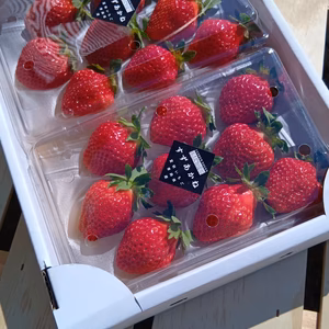 これからが旬！夏秋いちご　青森県産　すずあかね　ゆりかーごイチゴ　夏いちご